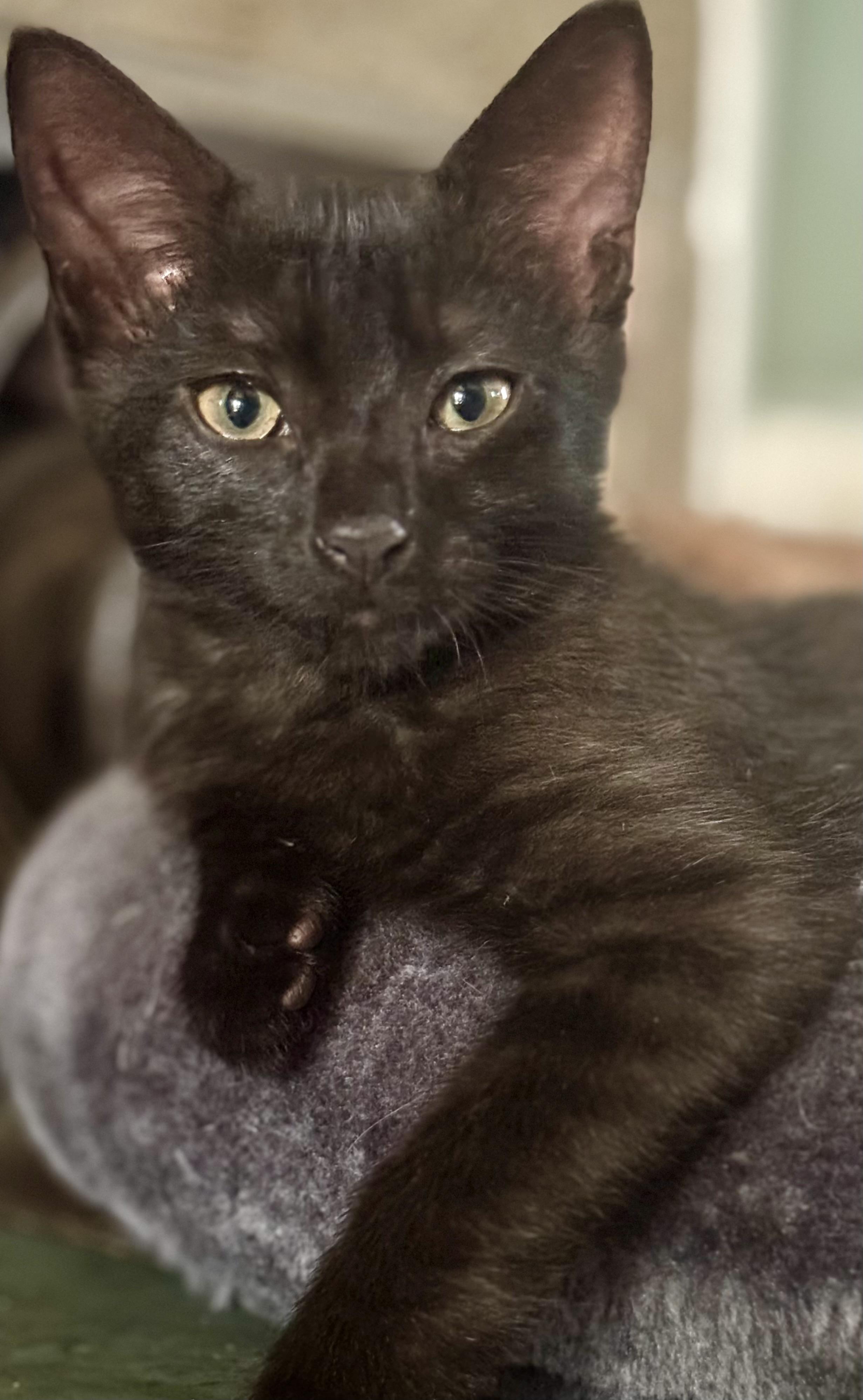 Knight, ADOPTABLE, Kitten Male Domestic Short Hair.