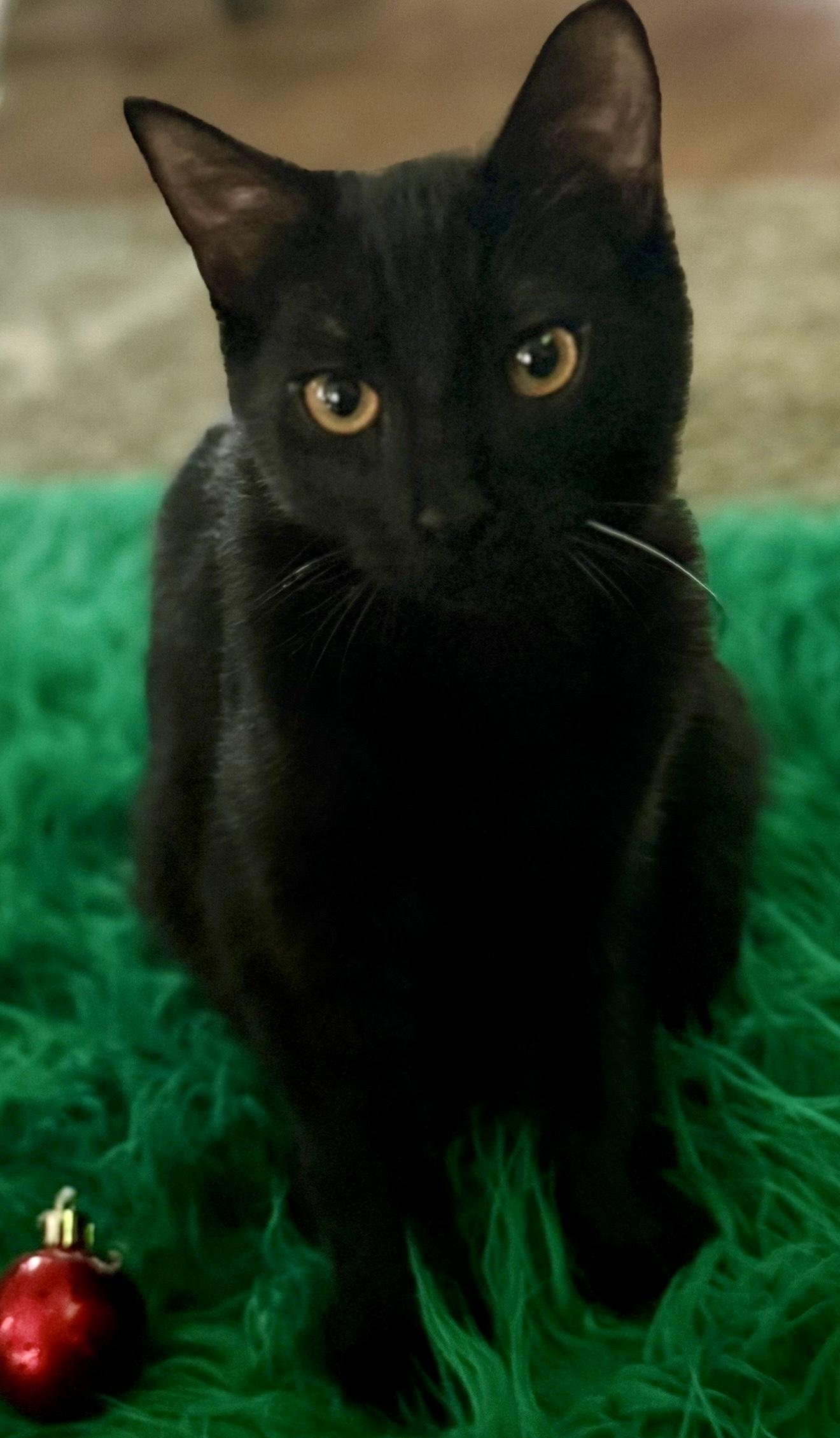Enlarge Knight, a ADOPTABLE Domestic Short Hair in Monroe Township, NJ image 2/6