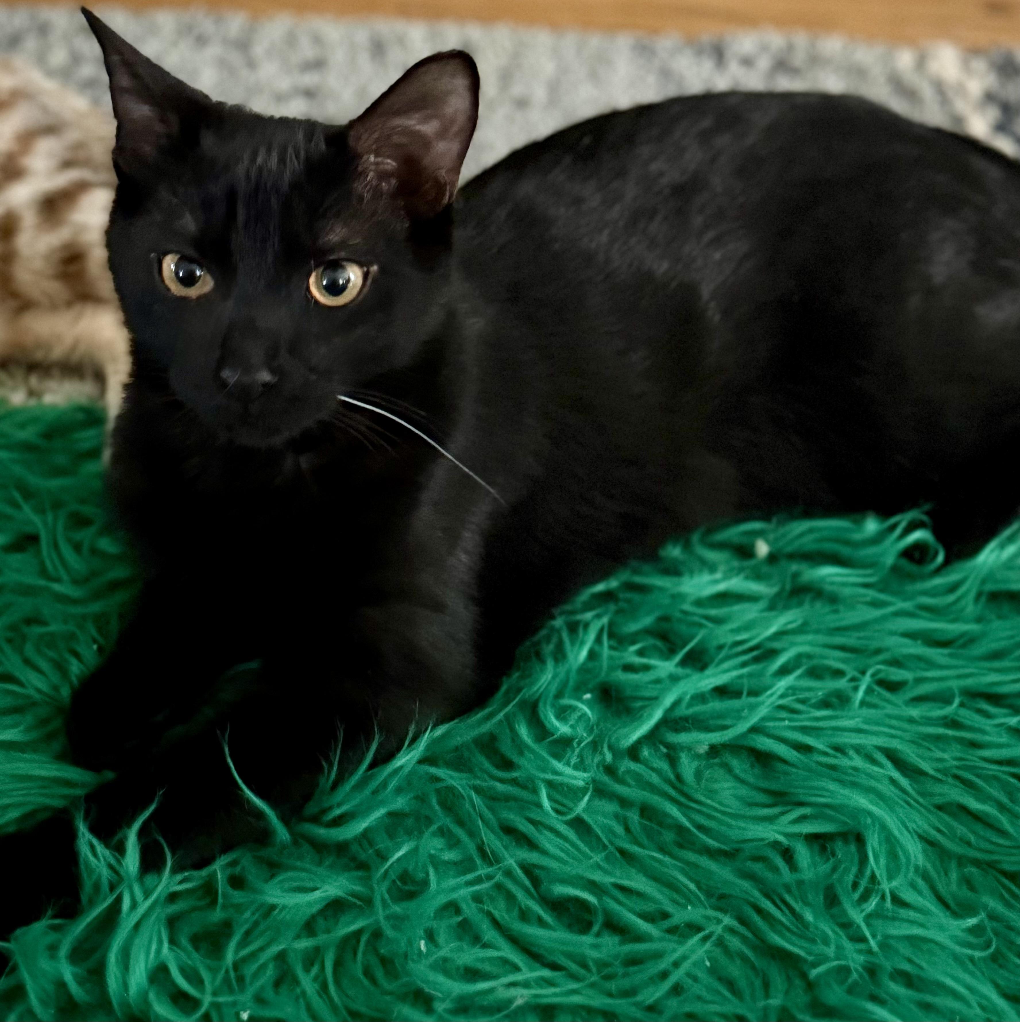 Enlarge Knight, a ADOPTABLE Domestic Short Hair in Monroe Township, NJ image 6/6