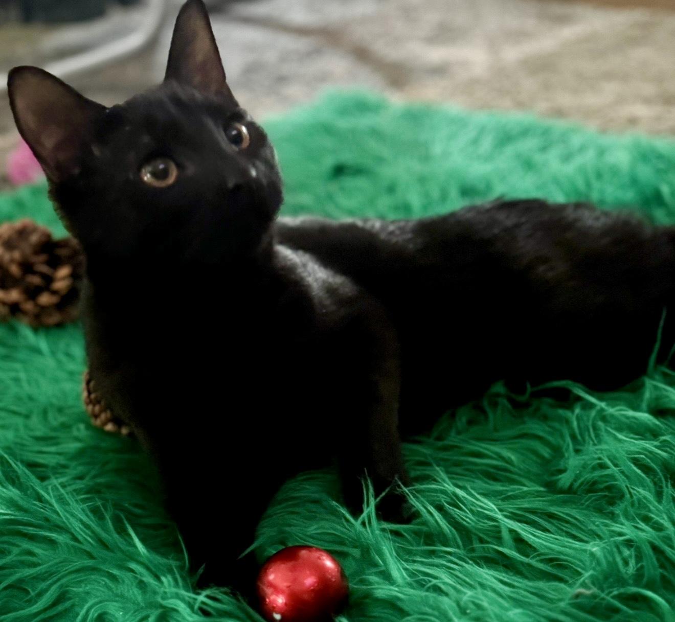 Enlarge Knight, a ADOPTABLE Domestic Short Hair in Monroe Township, NJ image 4/6