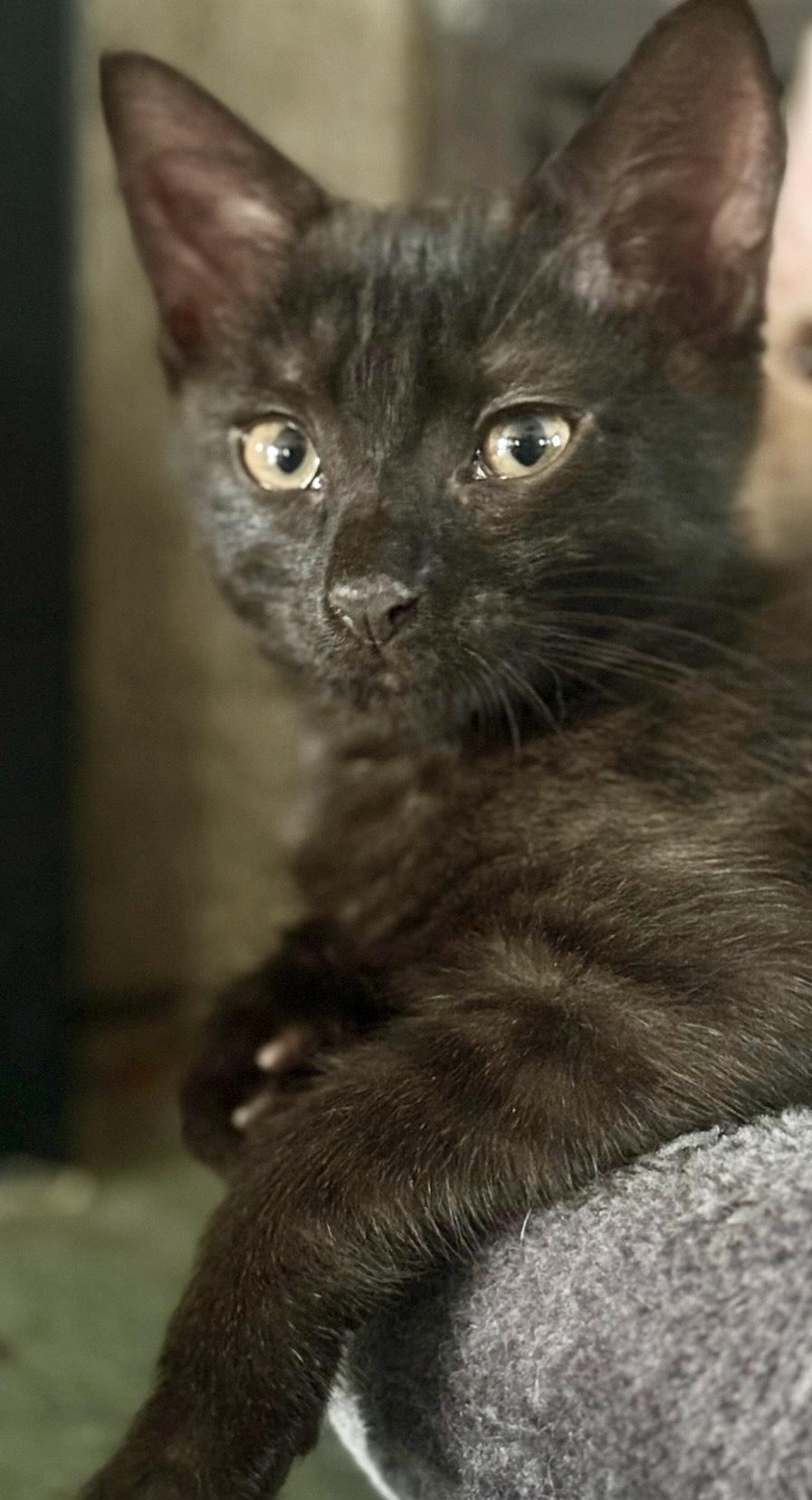 Enlarge Knight, a ADOPTABLE Domestic Short Hair in Monroe Township, NJ image 3/6