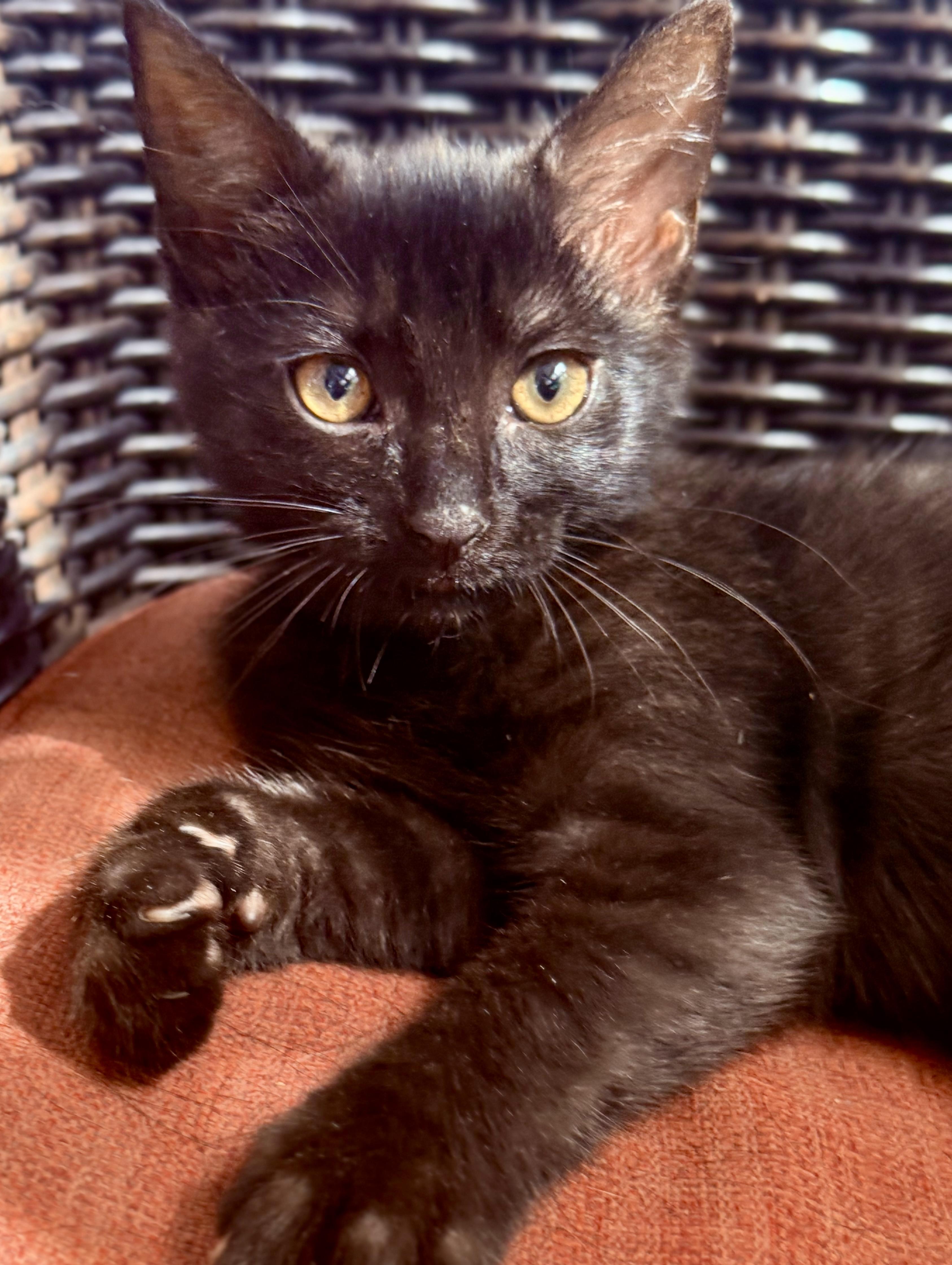 Enlarge Knight, a ADOPTABLE Domestic Short Hair in Monroe Township, NJ image 5/6