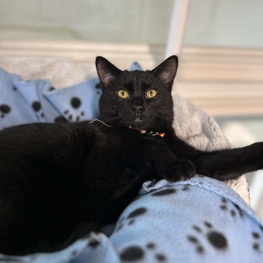 Tamarind, Adoptable, Young Female Domestic Short Hair.