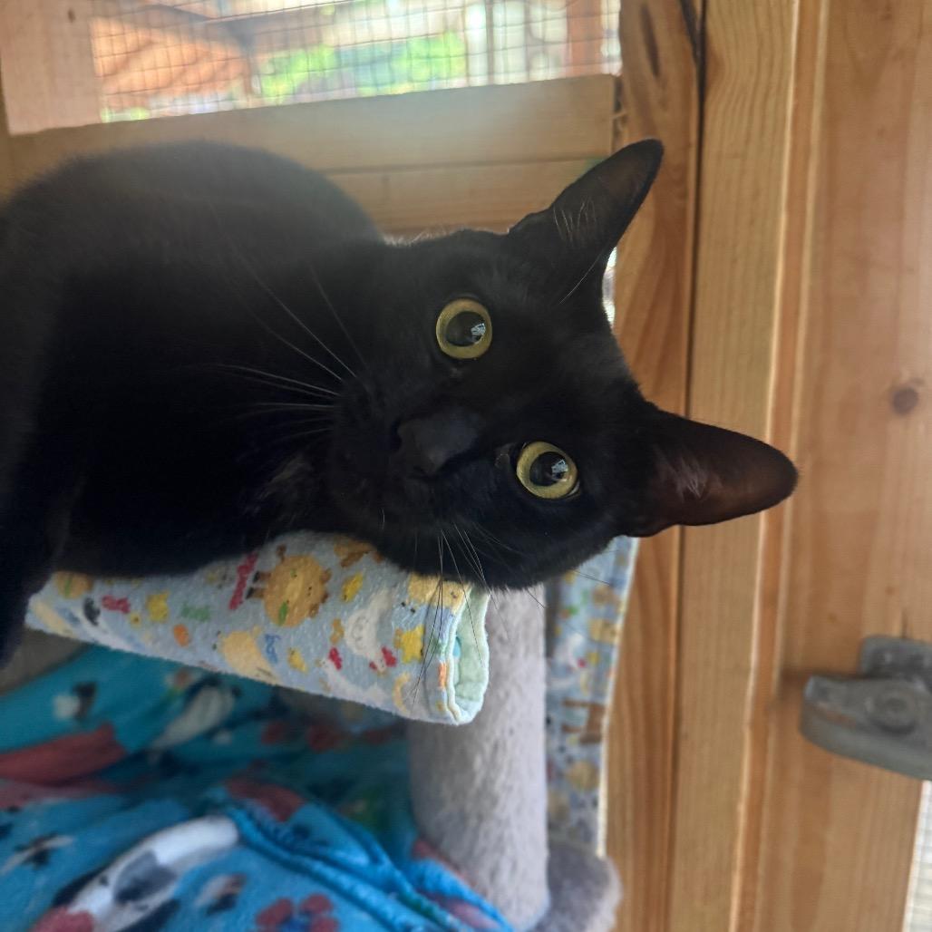 Chase, Adoptable, Adult Male Domestic Short Hair.