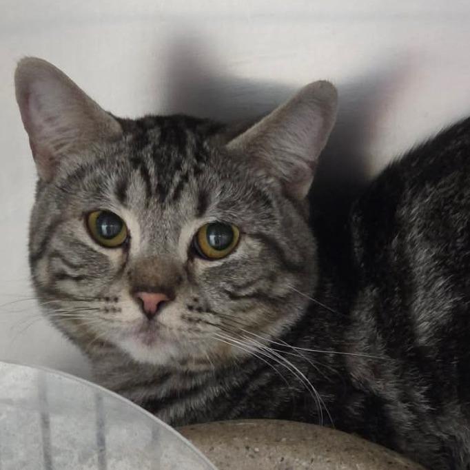 Boston, Adoptable, Adult Male Domestic Short Hair.