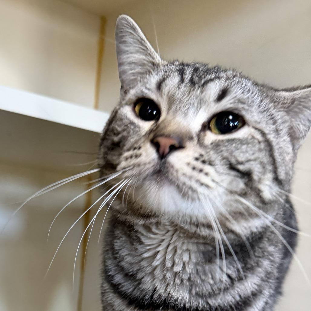 Enlarge Boston, a Adoptable Domestic Short Hair in Idaho Falls, ID image 2/2