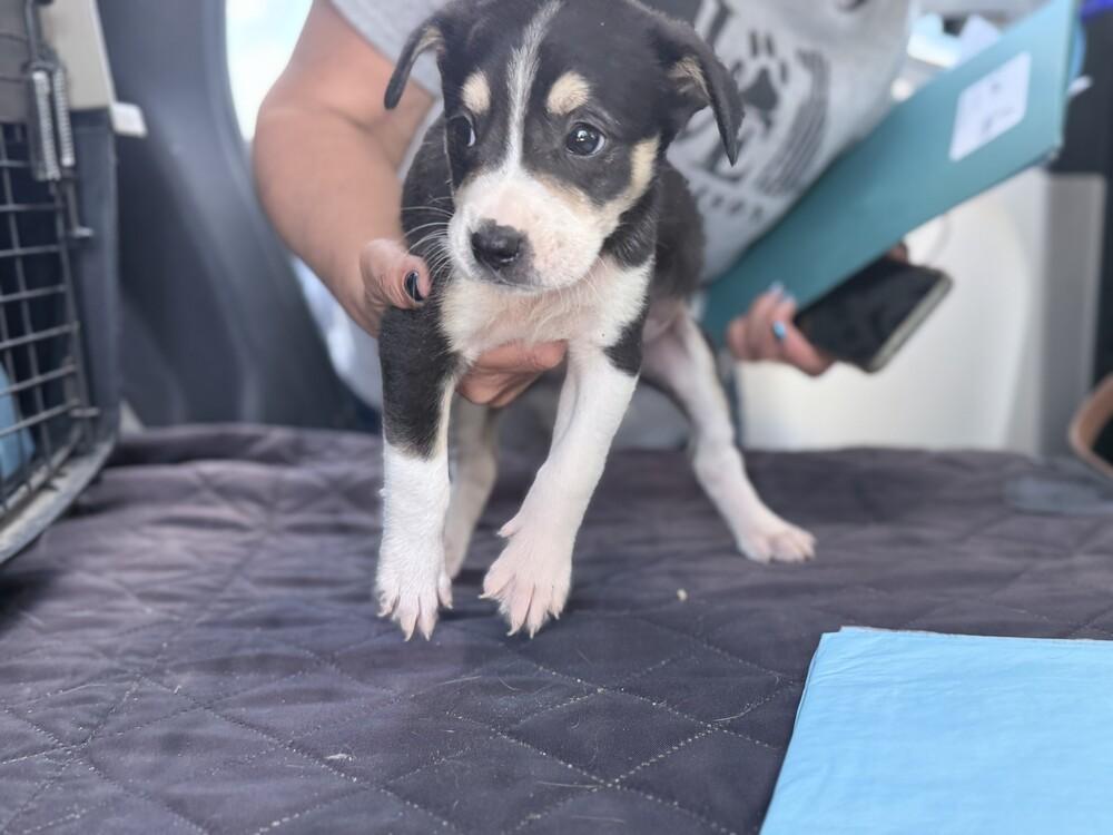 Enlarge Saturn, a Adoptable mixed breed in Lockhart, TX image 1/5