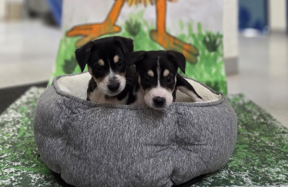 Enlarge Saturn, a Adoptable mixed breed in Lockhart, TX image 2/5