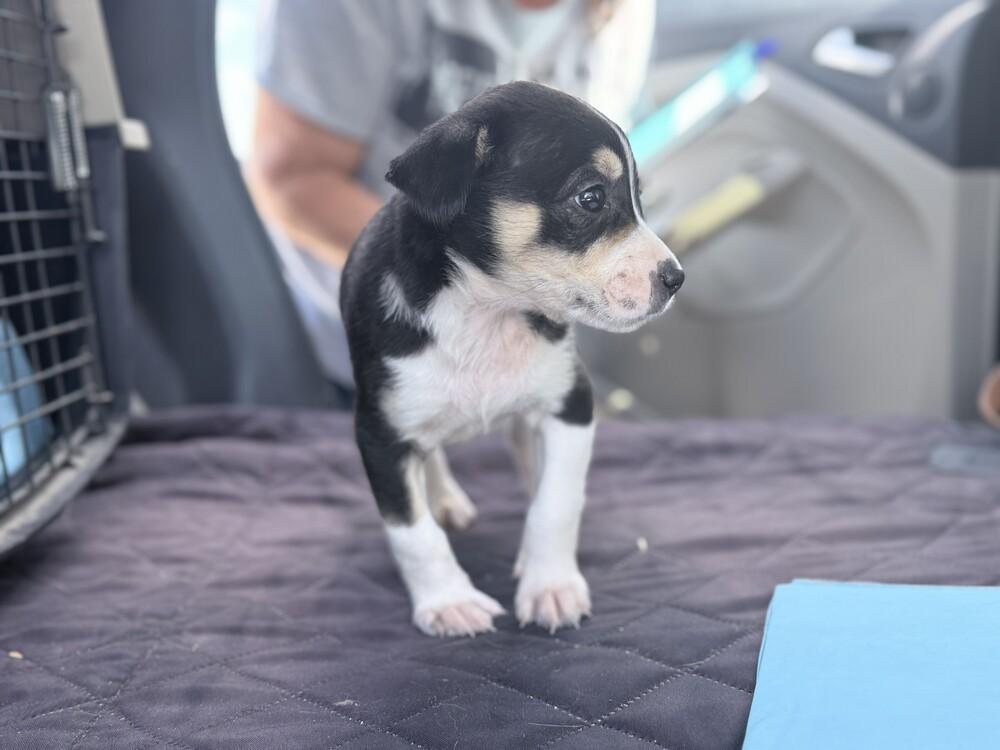 Enlarge Saturn, a Adoptable mixed breed in Lockhart, TX image 3/5