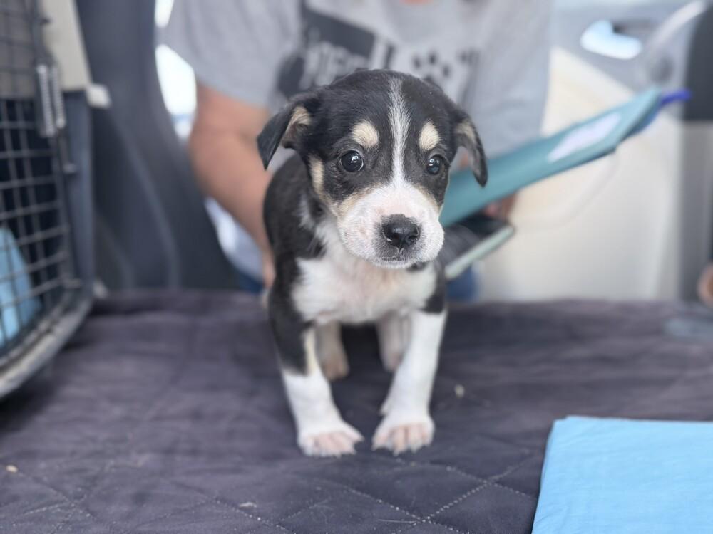 Enlarge Saturn, a Adoptable mixed breed in Lockhart, TX image 4/5