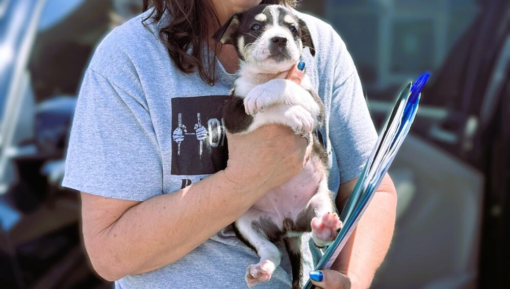 Enlarge Saturn, a Adoptable mixed breed in Lockhart, TX image 5/5