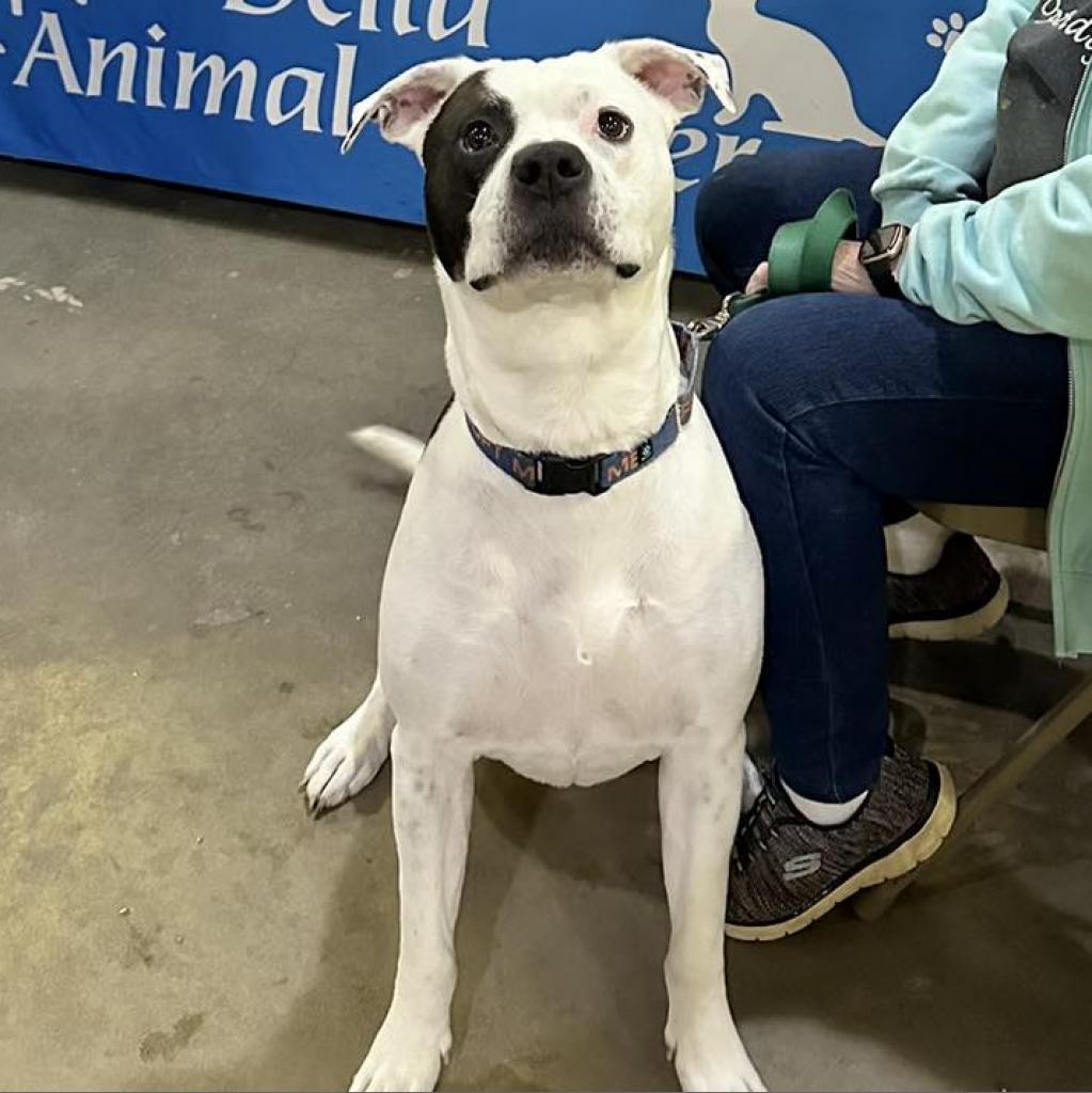 Enlarge Chance 250893, a Adoptable mixed breed in Escanaba, MI image 1/6
