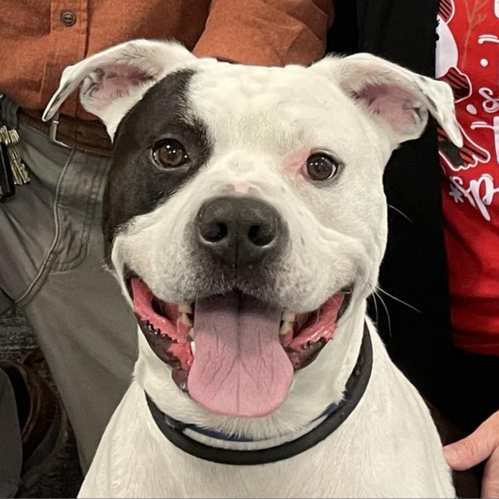 Enlarge Chance 250893, a Adoptable mixed breed in Escanaba, MI image 3/6