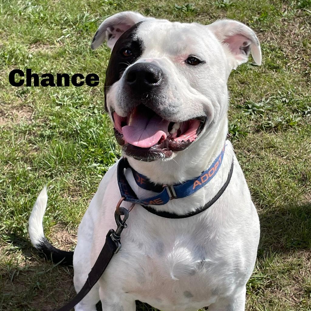 Enlarge Chance 250893, a Adoptable mixed breed in Escanaba, MI image 5/6
