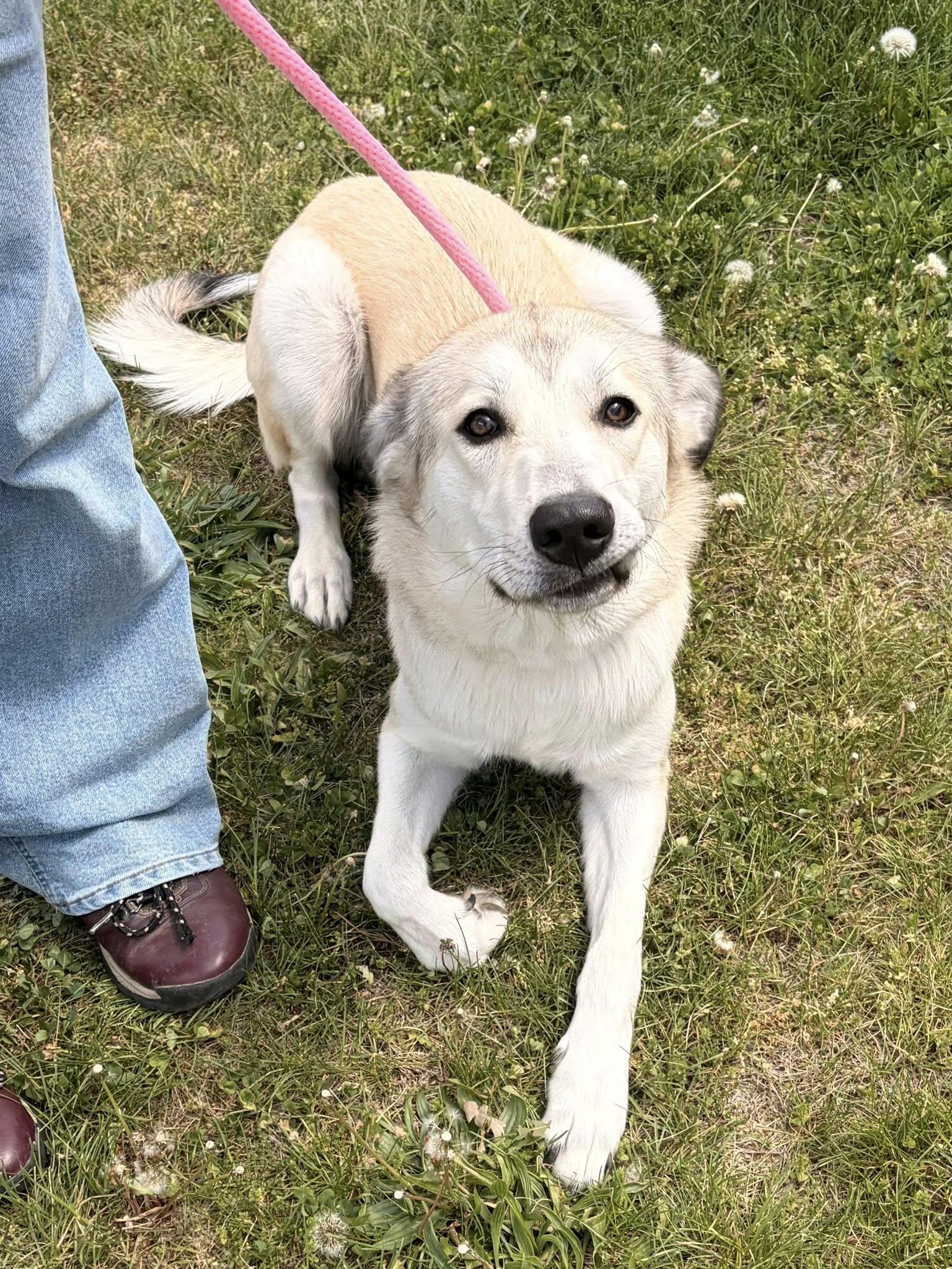 Enlarge Kira, a Adoptable mixed breed in Winchester, VA image 4/6