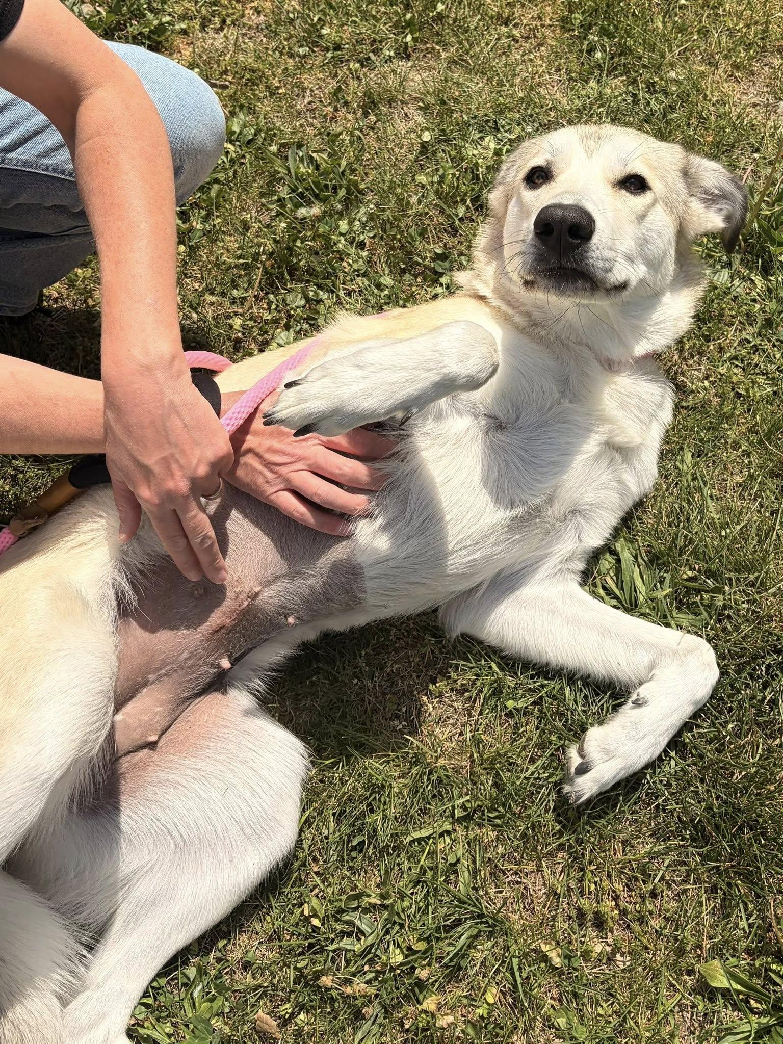 Enlarge Kira, a Adoptable mixed breed in Winchester, VA image 2/6