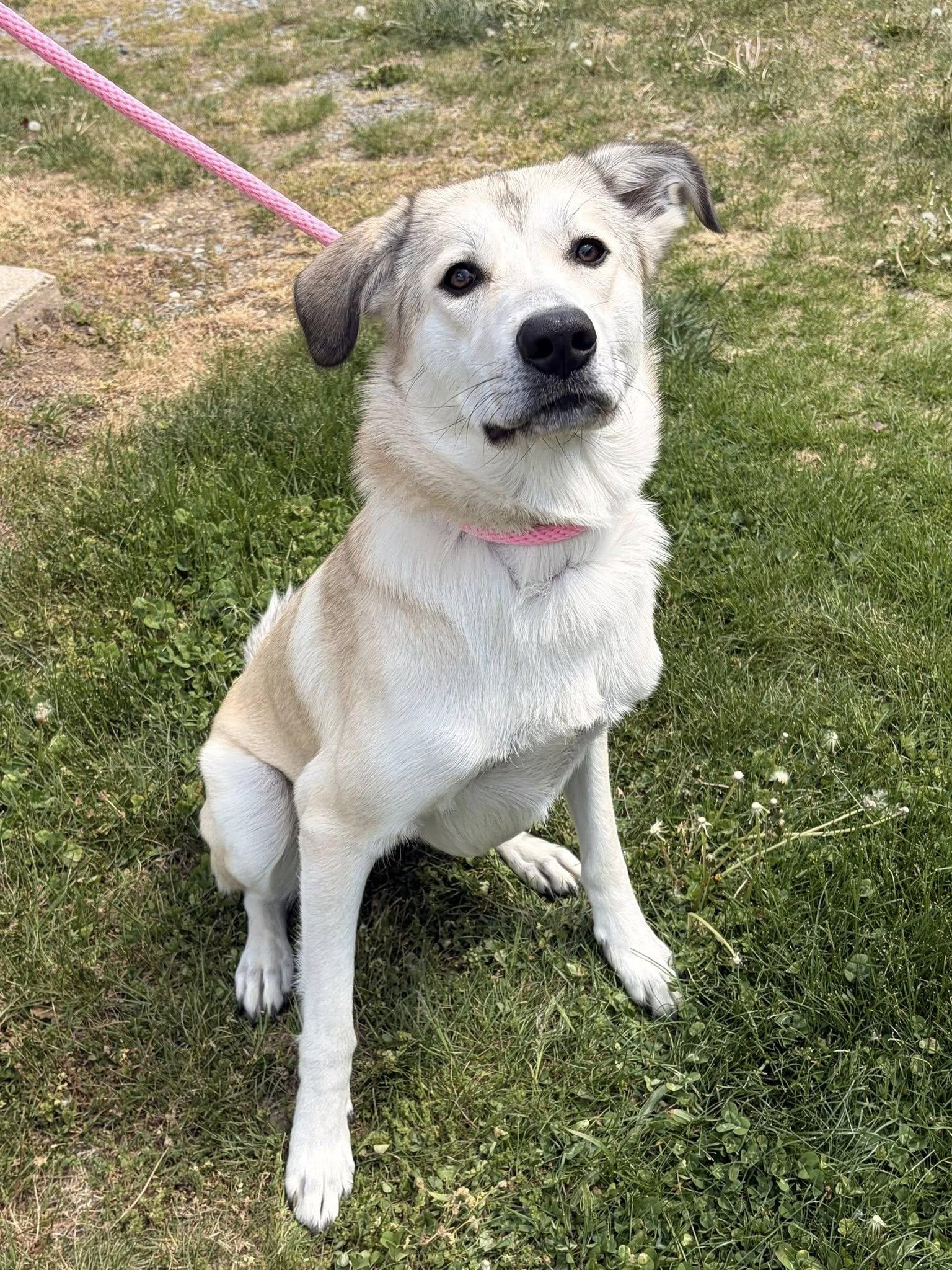 Enlarge Kira, a Adoptable mixed breed in Winchester, VA image 3/6