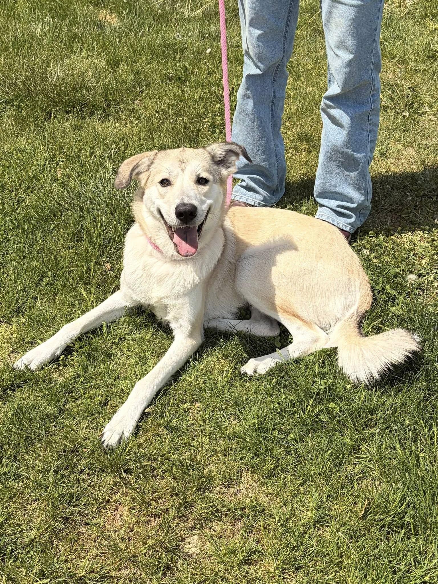 Enlarge Kira, a Adoptable mixed breed in Winchester, VA image 6/6