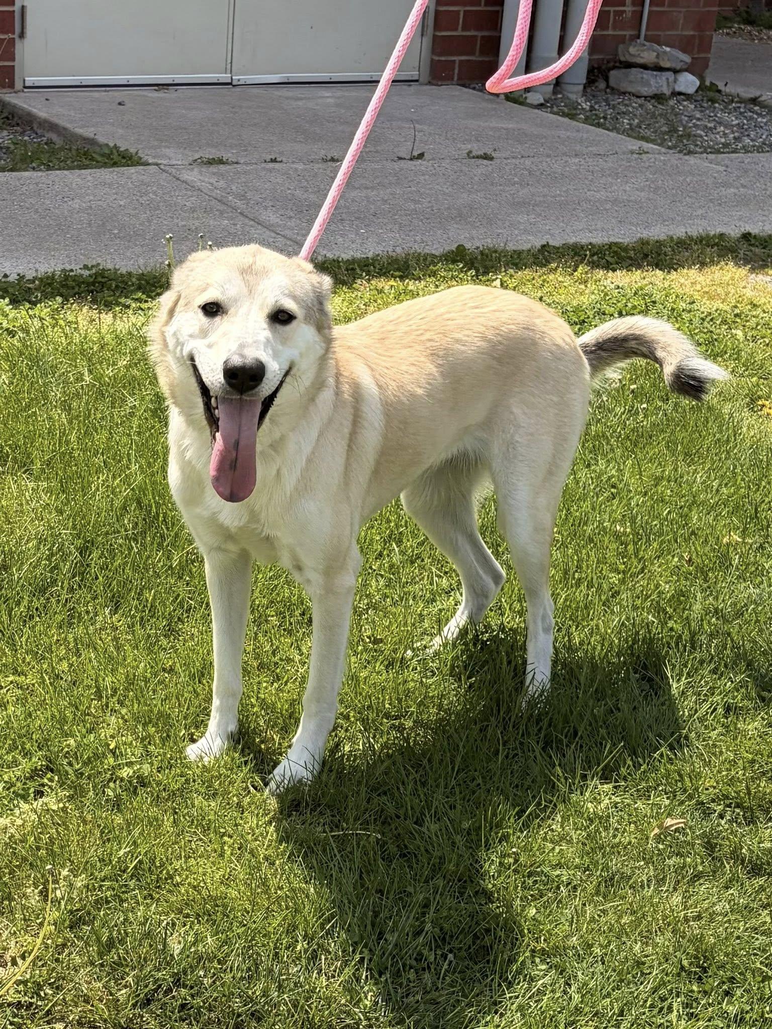 Enlarge Kira, a Adoptable mixed breed in Winchester, VA image 5/6