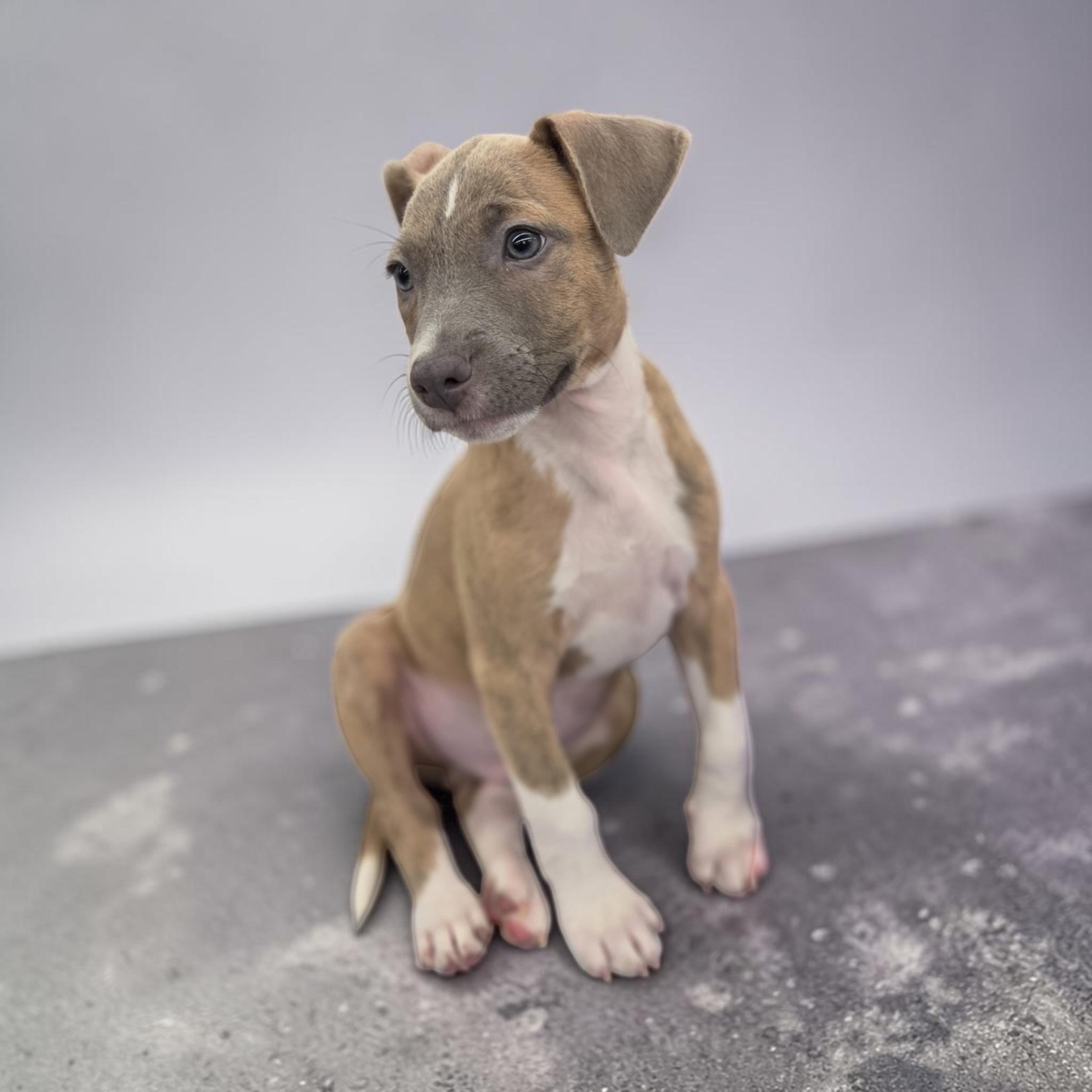 Enlarge Smoky, a Adoptable mixed breed in Homosassa Springs, FL image 1/3
