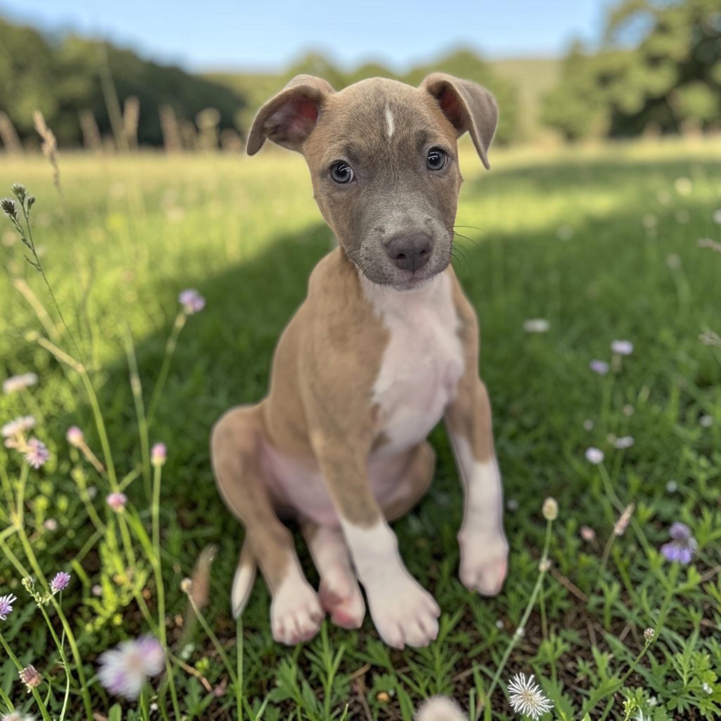 Enlarge Smoky, a Adoptable mixed breed in Homosassa Springs, FL image 2/3