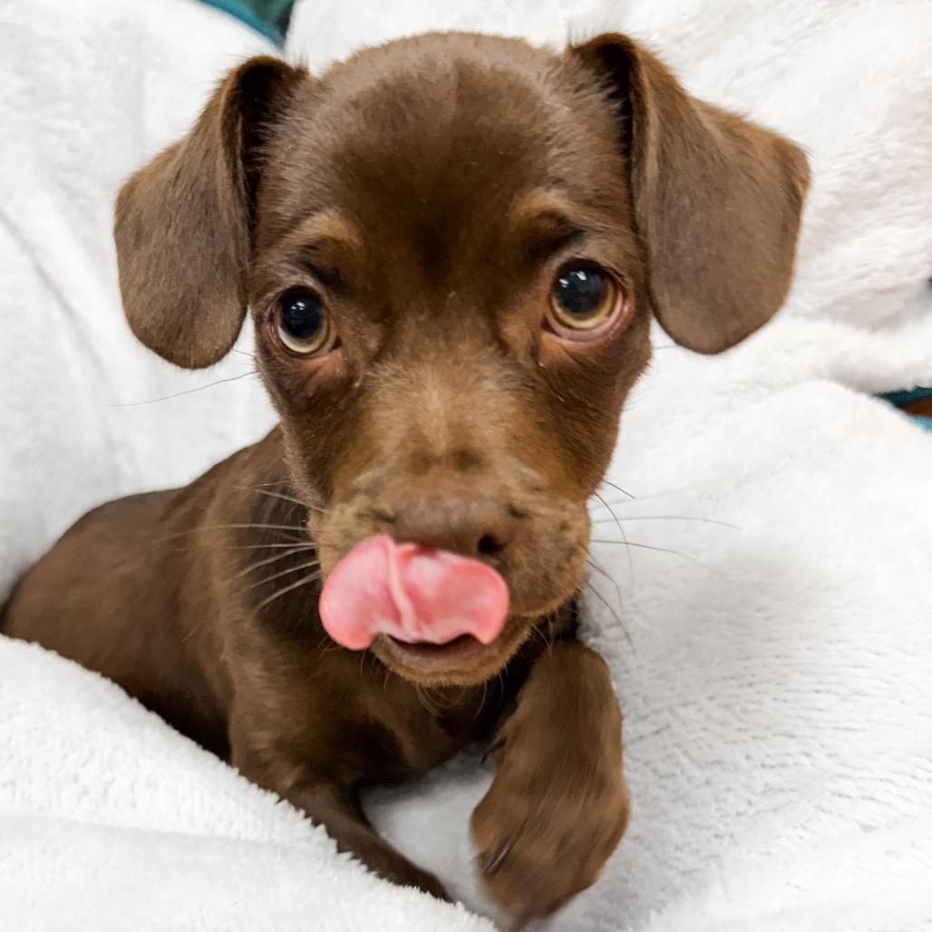 367 (2026) Teddy, Adoptable, Puppy Male Dachshund & Chihuahua.