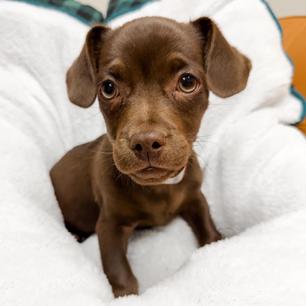 Enlarge 367 (2026) Teddy, a Adoptable mixed breed in Parker, CO image 2/6