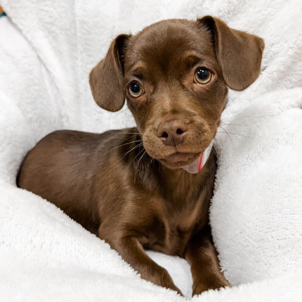 Enlarge 367 (2026) Teddy, a Adoptable mixed breed in Parker, CO image 3/6