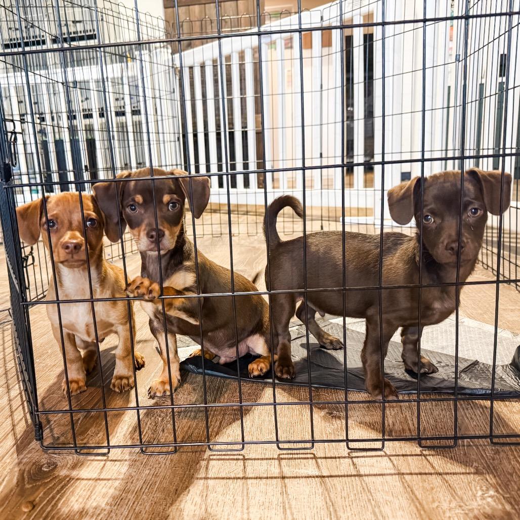 Enlarge 367 (2026) Teddy, a Adoptable mixed breed in Parker, CO image 4/6