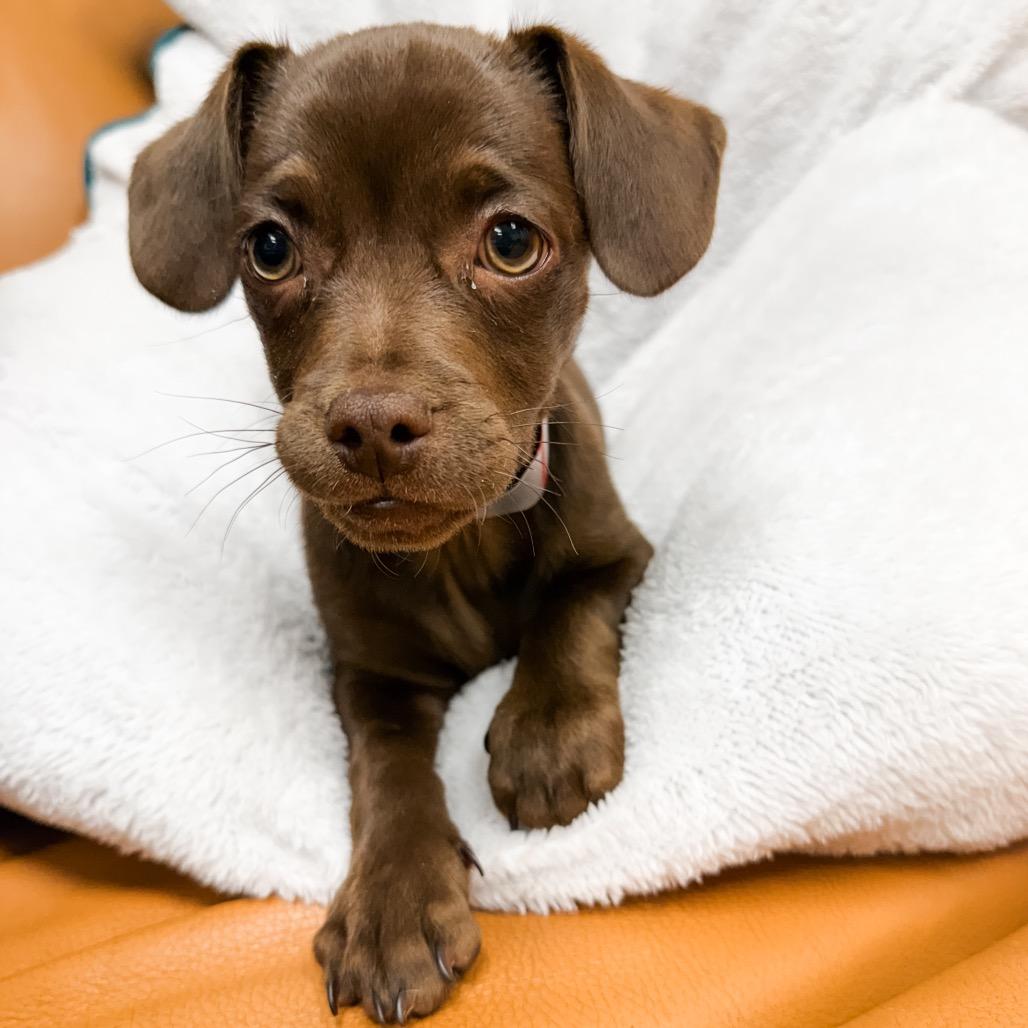Enlarge 367 (2026) Teddy, a Adoptable mixed breed in Parker, CO image 5/6