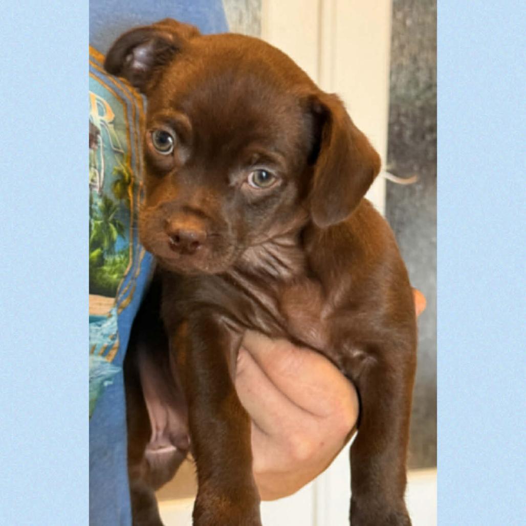 Enlarge 367 (2026) Teddy, a Adoptable mixed breed in Parker, CO image 6/6