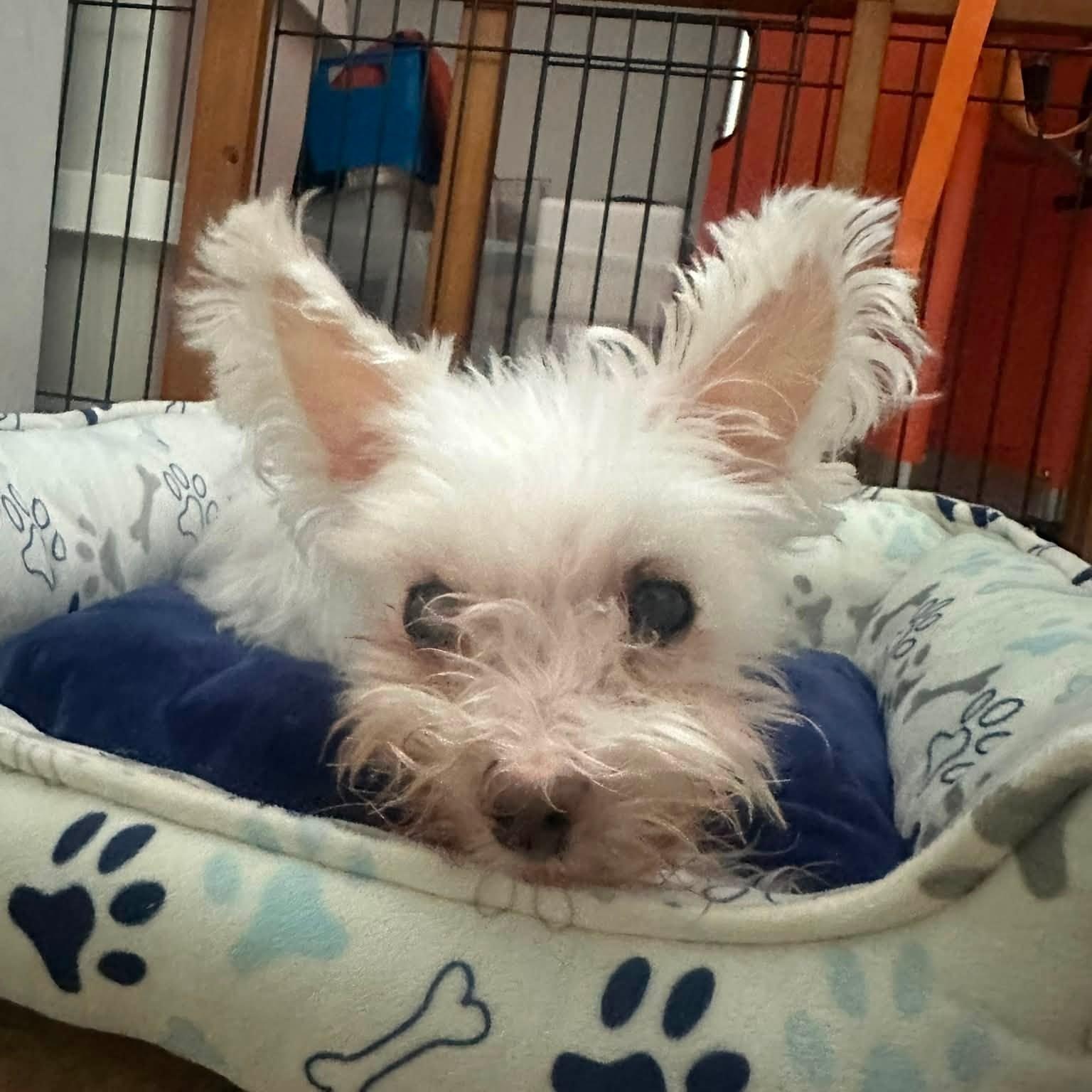 Troy, adoptable, Senior Male Maltese.