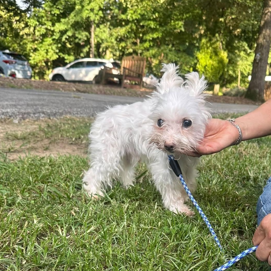 Enlarge Troy, an adoptable Maltese in Severn, MD image 2/2