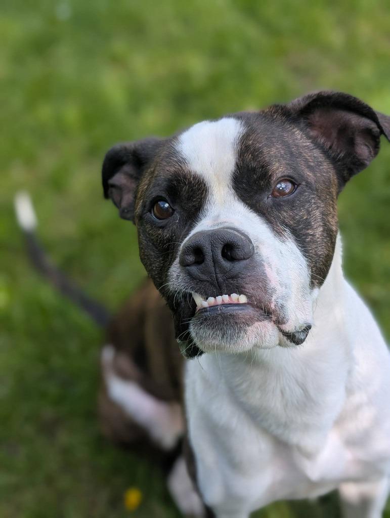 Smudge, Adoptable, Adult Male Mixed Breed.