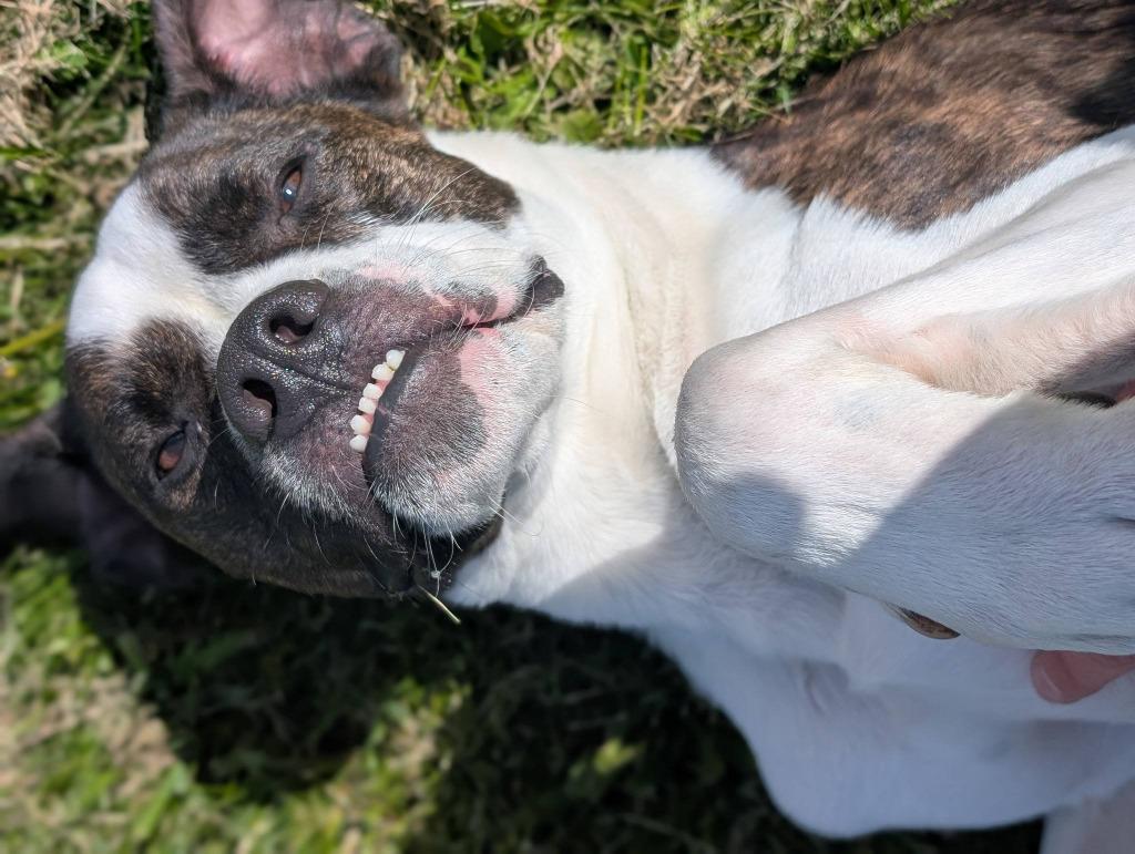 Enlarge Smudge, a Adoptable mixed breed in Toronto, ON image 2/6