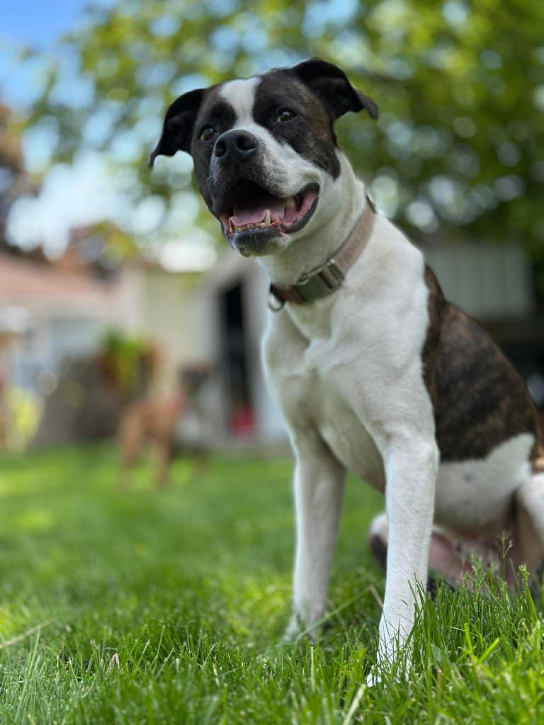 Enlarge Smudge, a Adoptable mixed breed in Toronto, ON image 3/6