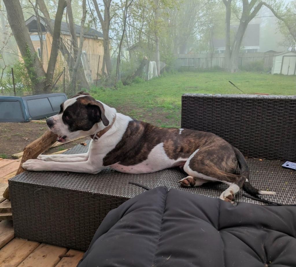 Enlarge Smudge, a Adoptable mixed breed in Toronto, ON image 4/6