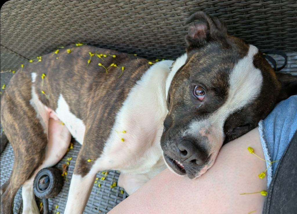 Enlarge Smudge, a Adoptable mixed breed in Toronto, ON image 5/6