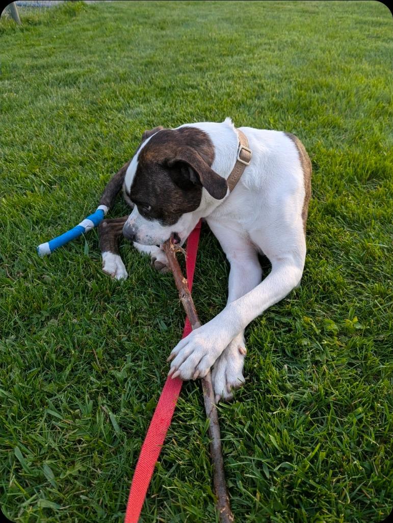 Enlarge Smudge, a Adoptable mixed breed in Toronto, ON image 6/6