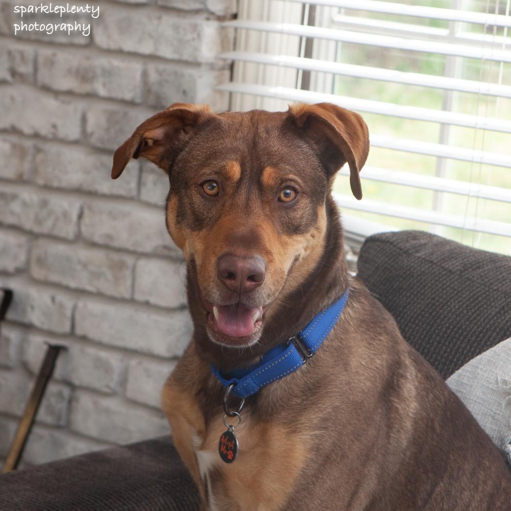 Biscuit, Adoptable, Adult Male Mixed Breed.