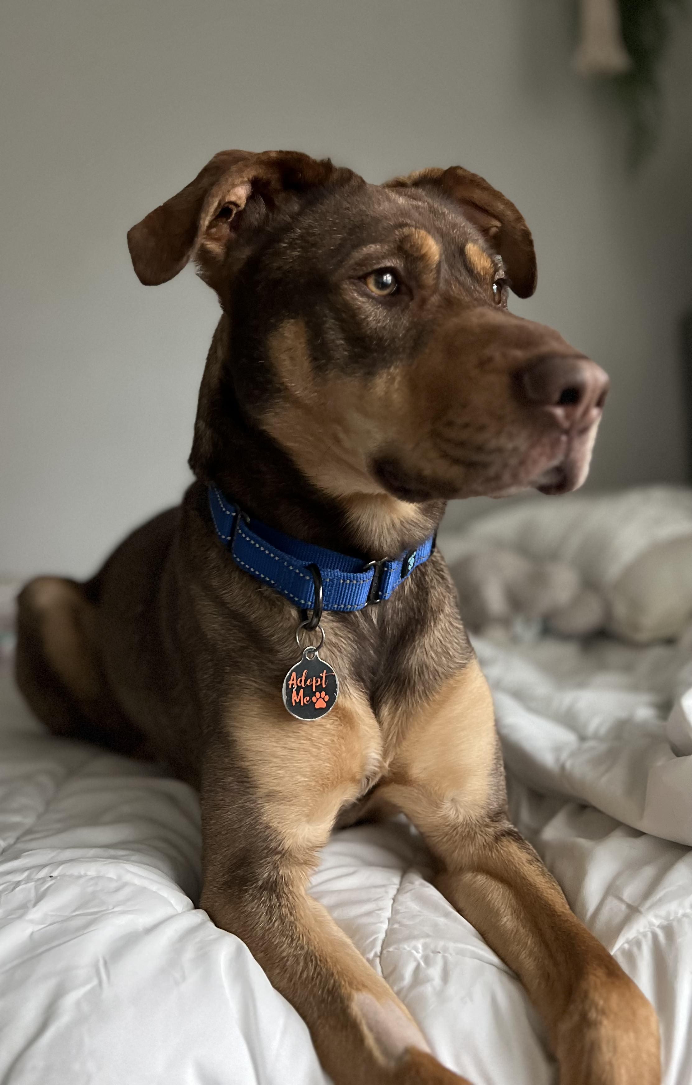 Enlarge Biscuit, a Adoptable Mixed Breed in Ridgefield, CT image 5/5