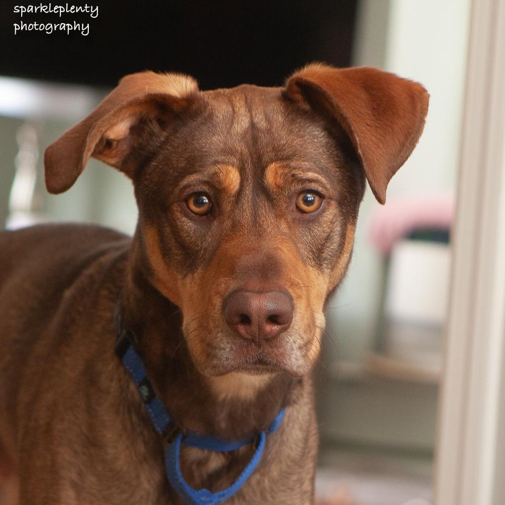 Enlarge Biscuit, a Adoptable Mixed Breed in Ridgefield, CT image 3/5
