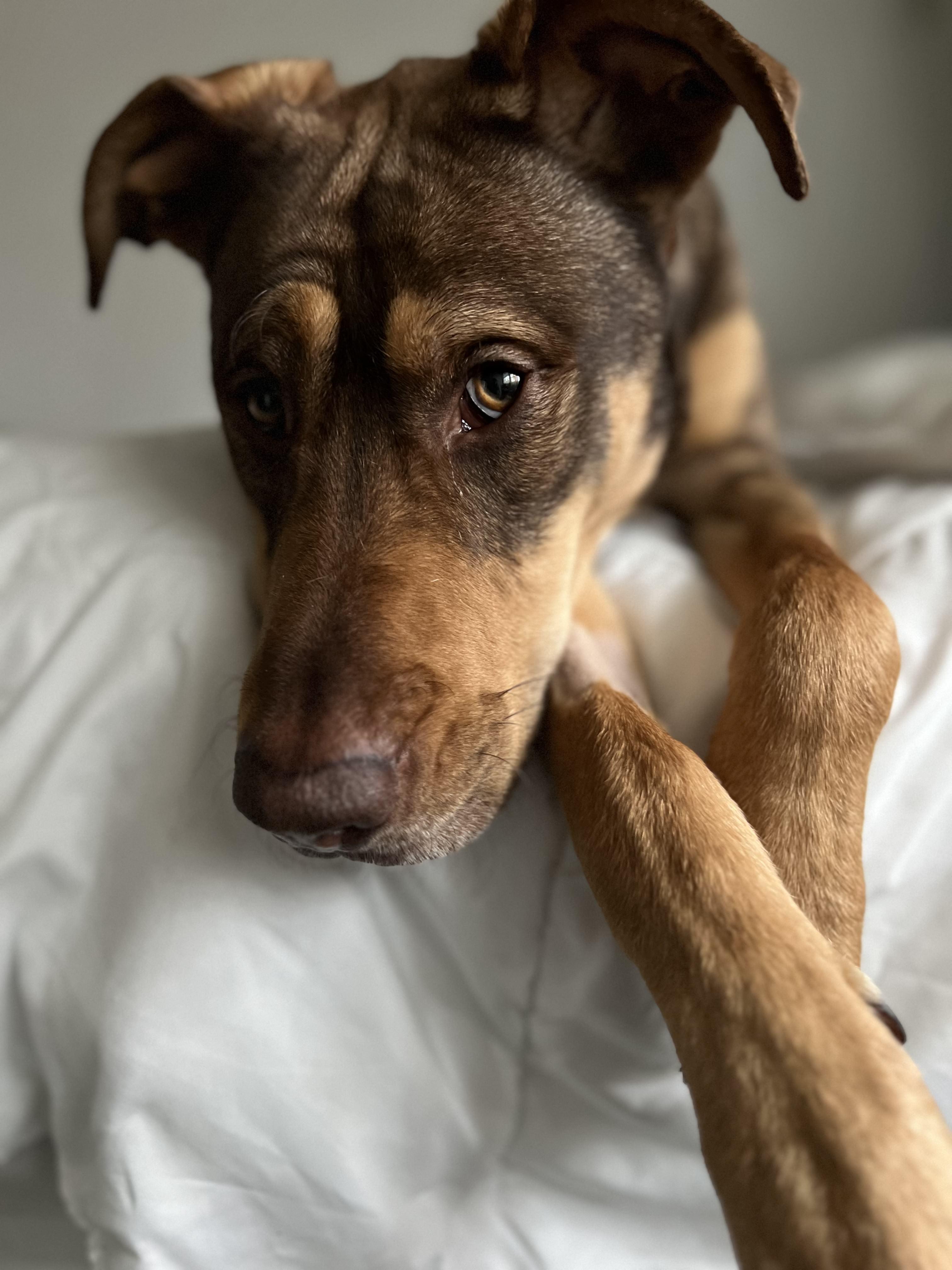 Enlarge Biscuit, a Adoptable Mixed Breed in Ridgefield, CT image 4/5