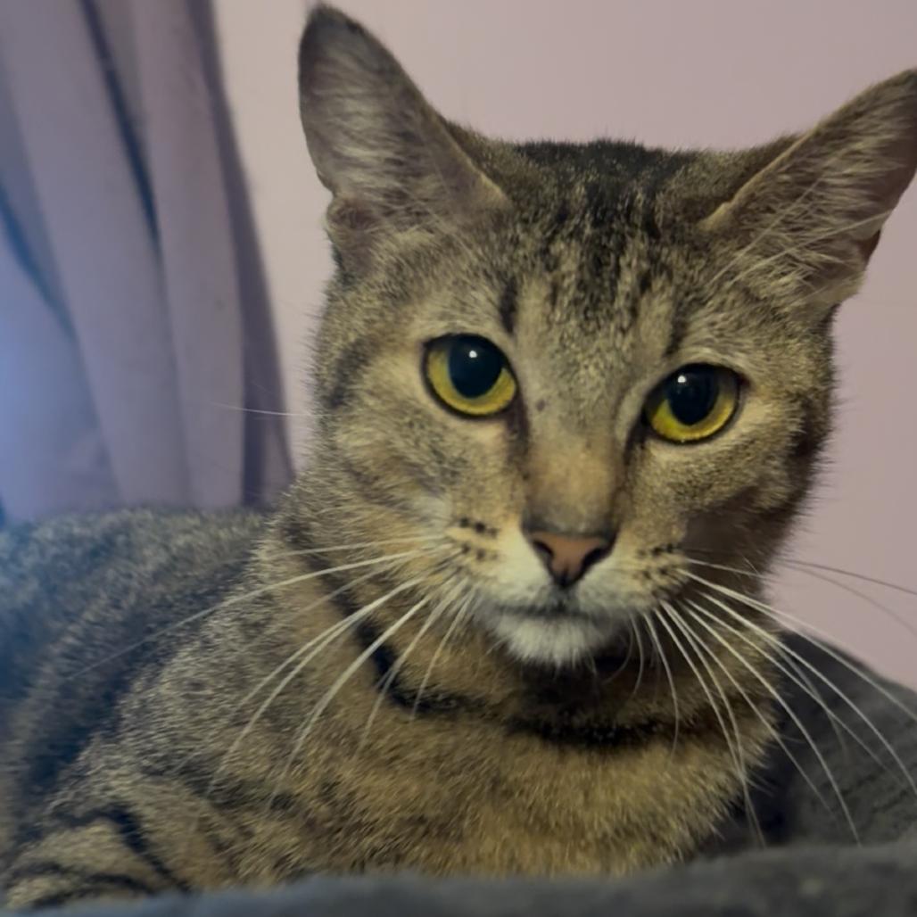 Waffle House, Adoptable, Adult Female Domestic Short Hair.