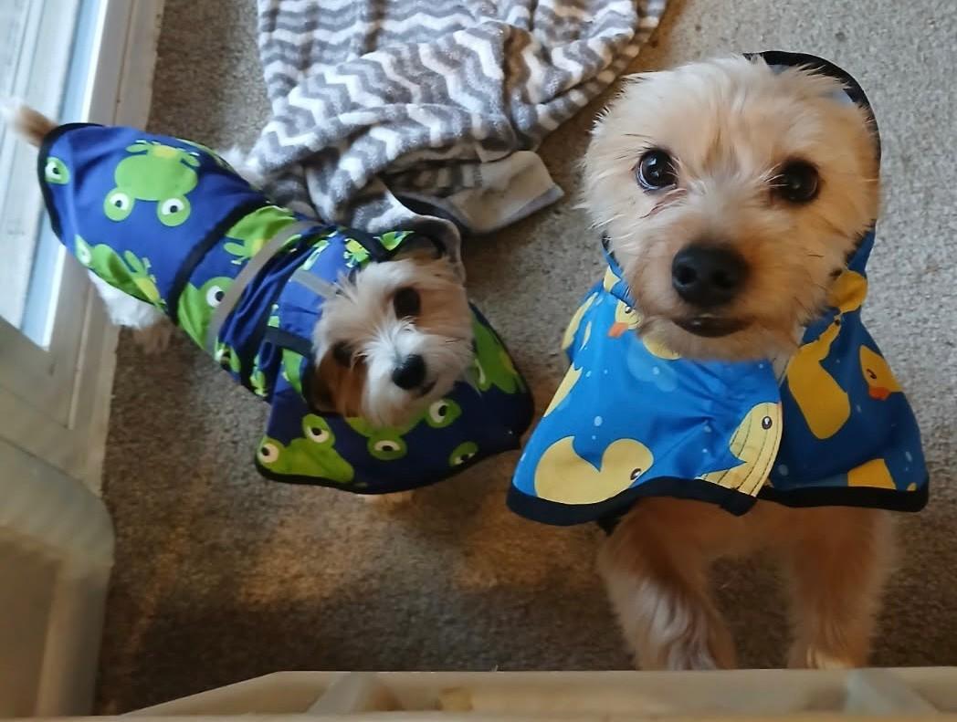 Macie Mason-5-28-26, adopted, Young Female Yorkshire Terrier.
