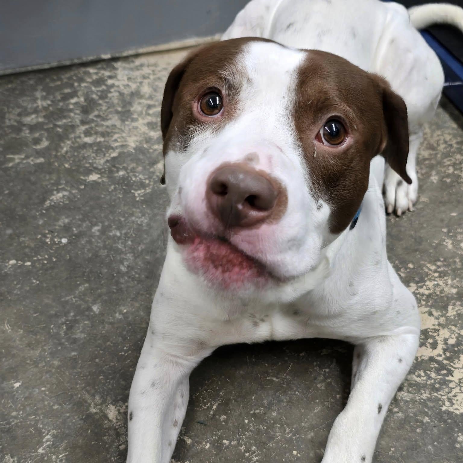 Enlarge Fritz, a ADOPTABLE Mixed Breed in Saint Marys, PA image 2/3