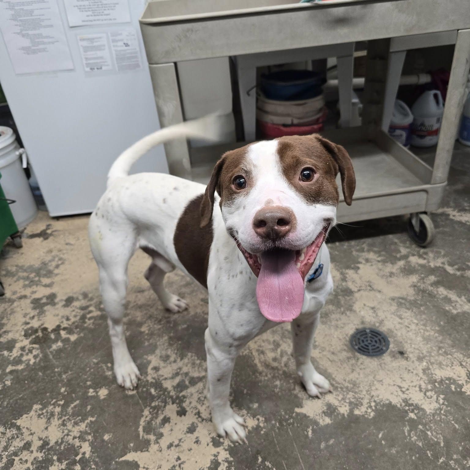 Enlarge Fritz, a ADOPTABLE Mixed Breed in Saint Marys, PA image 1/3