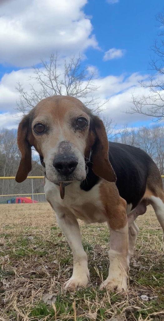 Enlarge PR 49 Geronimo, a Adoptable Beagle in Glen Allen, VA image 1/2