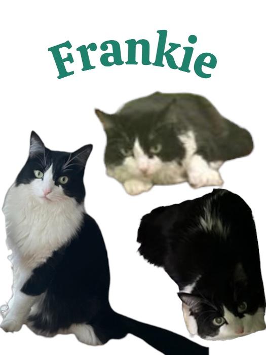 Frankie MS 1015 (Front Paw Declawed) photo