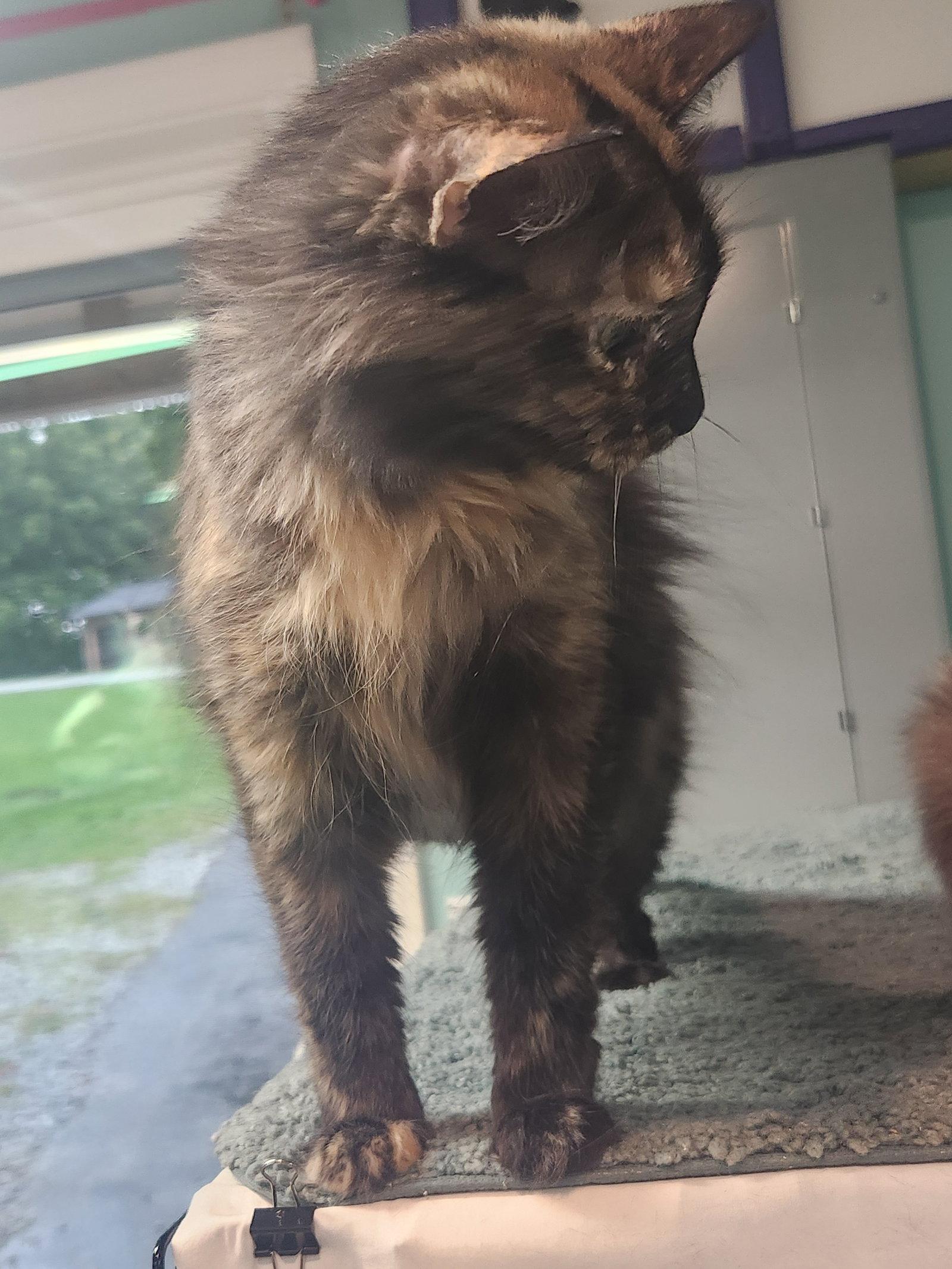 Bella, Adopted, Young Female Domestic Long Hair.